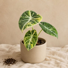 Charger l'image dans la galerie, Alocasia Ninja Splash en pot, feuilles vert foncé veinées de jaune
