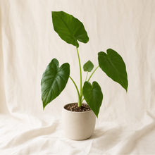 Charger l'image dans la galerie, Alocasia odora 'California' en pot blanc, feuilles vertes nervurées
