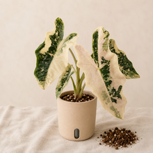 Load image into Gallery viewer, Plante Alocasia PseudoSanderiana Pink en pot beige, grandes feuilles panachées crème et vert foncé
