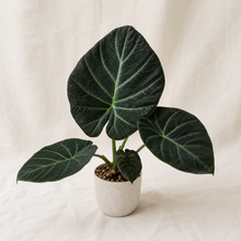 Charger l'image dans la galerie, Plante d’Alocasia regal shield en pot, grandes feuilles vert foncé nervurées en bouclier.
