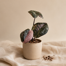Charger l'image dans la galerie, Alocasia Serendipity Pink
