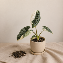 Load image into Gallery viewer, Alocasia silver dragon albo en pot, feuilles vert foncé veinées crème
