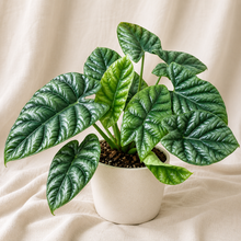 Charger l'image dans la galerie, Alocasia Sinuata en pot, grandes feuilles vertes nervurées

