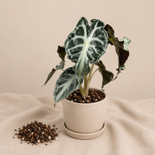 Load image into Gallery viewer, Alocasia Venom en pot blanc, grandes feuilles vert foncé aux nervures claires
