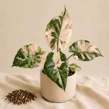 Charger l'image dans la galerie, Alocasia en pot : feuilles vertes panachées blanc crème avec touches rosées
