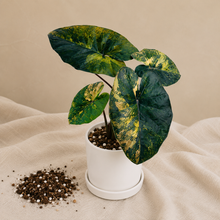Charger l'image dans la galerie, Alocasia Yucatan Aurea
