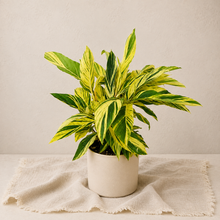 Charger l'image dans la galerie, Alpinia Ginger Variegata 🐾
