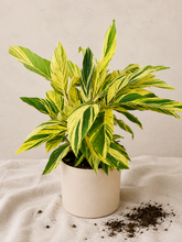 Charger l'image dans la galerie, Alpinia variegata en pot, feuilles vertes et jaunes panachées

