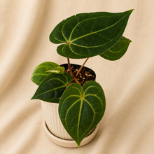 Charger l'image dans la galerie, Anthurium Besseae aff X Michelle en pot, feuilles vertes en forme de cœur veinées
