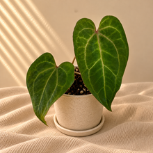 Load image into Gallery viewer, Anthurium (Carlablackiae X BVEP) X (Kuna X Papi)
