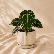 Charger l'image dans la galerie, Anthurium Crystallinum X (Zara X Michelle)
