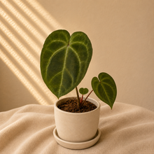 Charger l'image dans la galerie, Anthurium Magnificum X AOS
