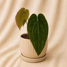 Charger l'image dans la galerie, Anthurium à grandes feuilles vert foncé en pot crème côtelé
