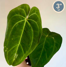 Charger l'image dans la galerie, Plante d’anthurium à grandes feuilles vertes, tenues dans une main
