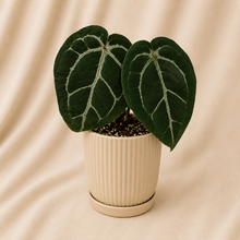 Charger l'image dans la galerie, Anthurium en pot, grandes feuilles vert foncé à veines claires, pot beige côtelé.
