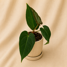 Charger l'image dans la galerie, Plante d’anthurium en pot avec feuilles vert foncé brillantes
