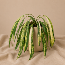Load image into Gallery viewer, Anthurium vittarifolium variegata : feuilles ruban panachées vert et crème
