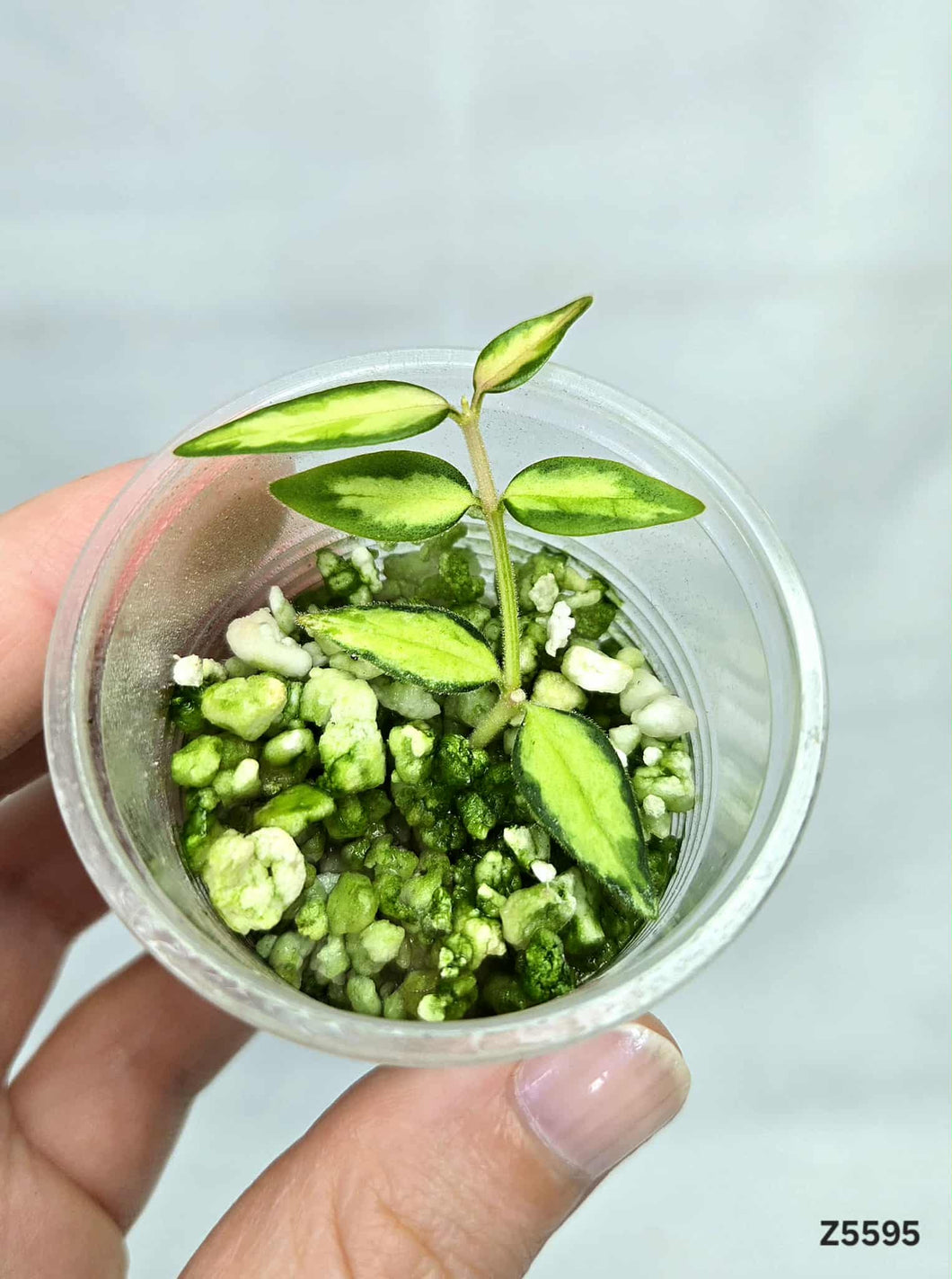 Hoya Bella Lida Buis ⭐️ #Z5595