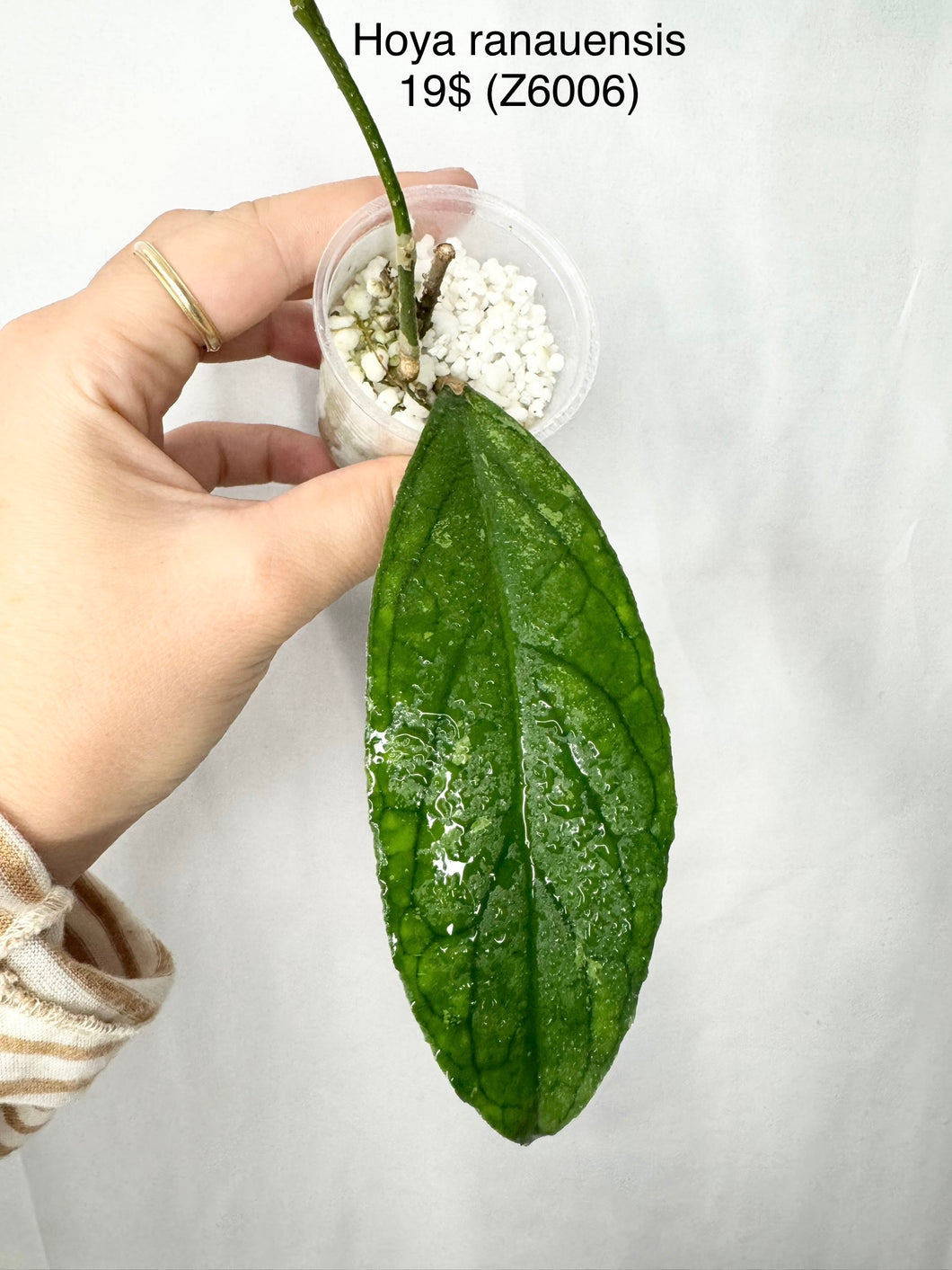 Hoya Ranauensis ⭐️ #Z6006