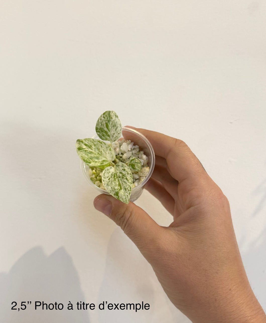 Epipremnum pinnatum marble