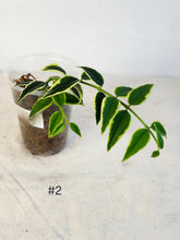 Charger l&#39;image dans la galerie, Hoya Bella variegata #2
