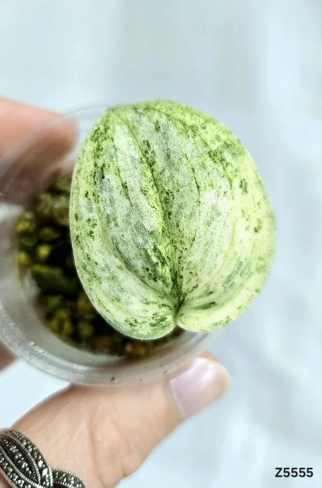 Scindapsus Peasun #Z5555
