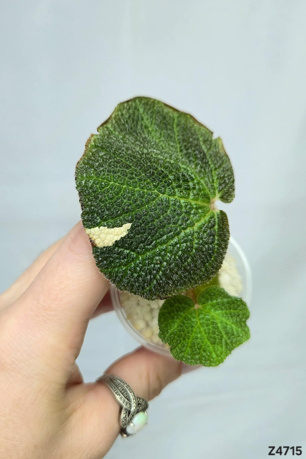 Bégonia SoliMutata Variegata #Z4715