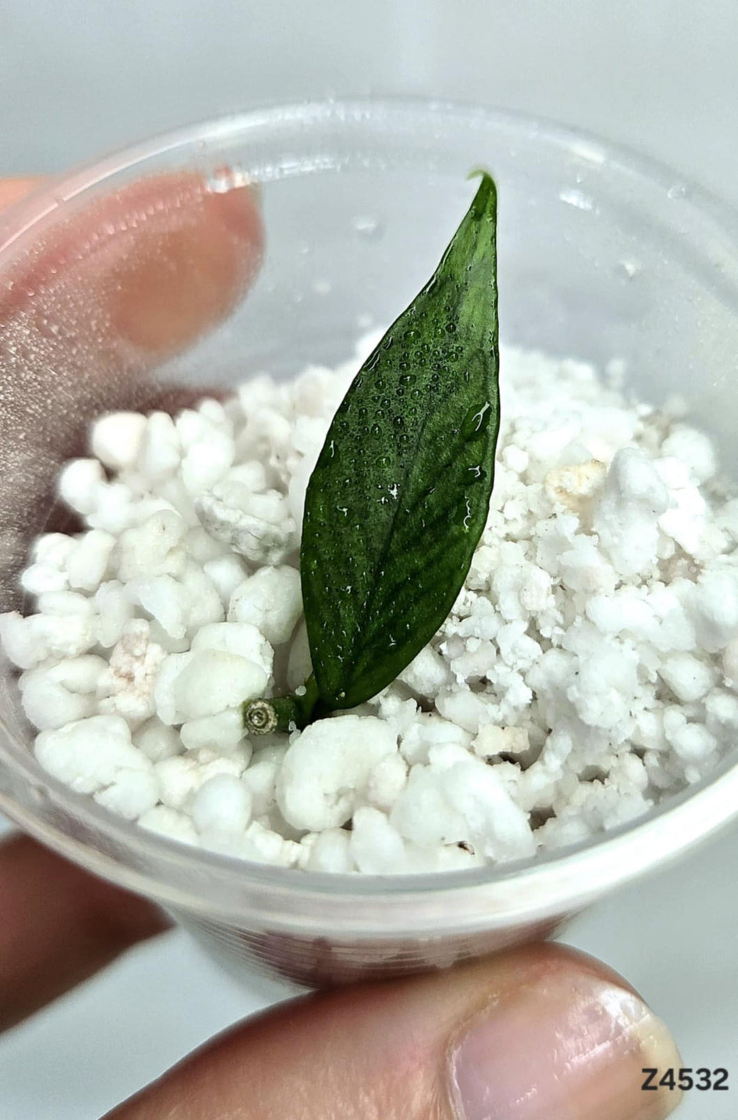 Hoya Polyneura Broget ⭐️ #Z4532