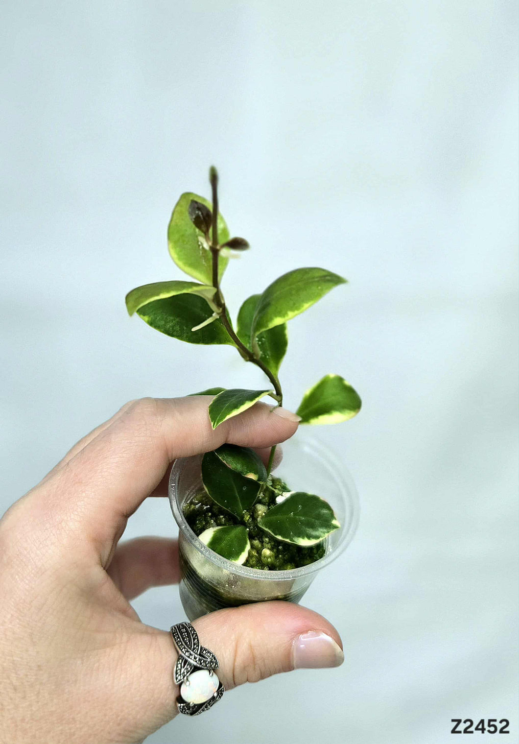 Hoya Heuschkeliana Albo ⭐️ #Z2452