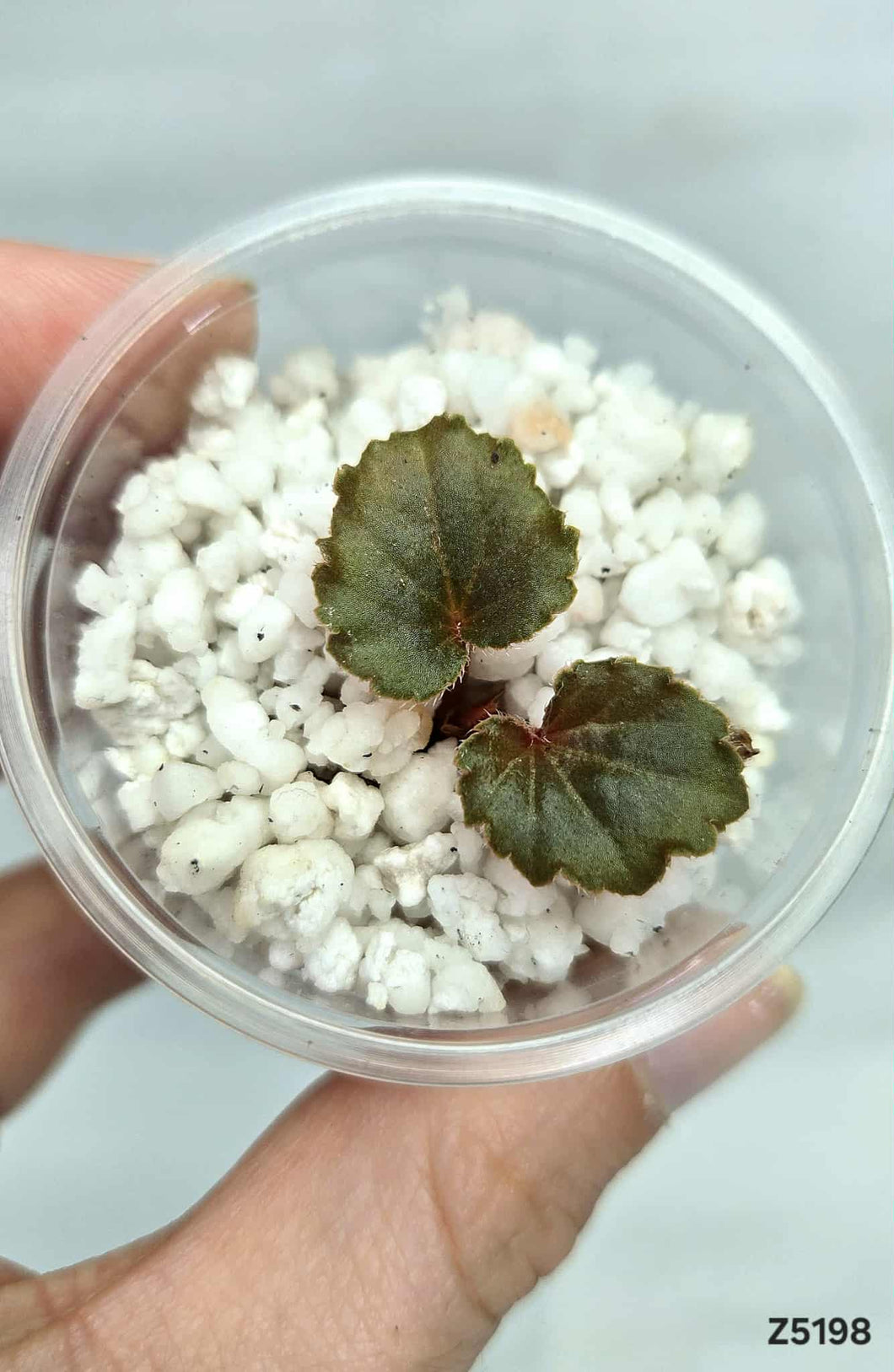 Bégonia Cucullata #Z5198