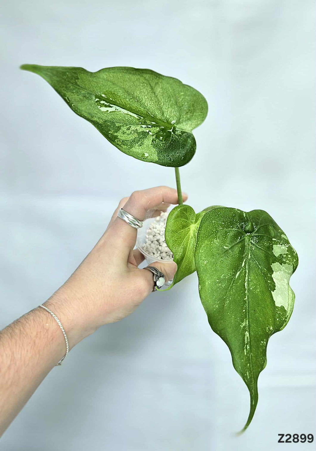 Alocasia Cucullata Albo Mint #Z2899