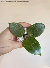 Charger l'image dans la galerie, Hoya Verticillata Splash⭐️
