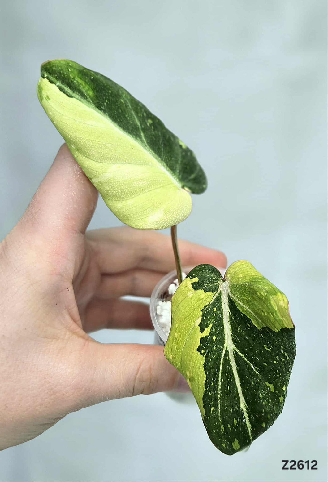 Philodendron Gloriosum Variegata #Z2612