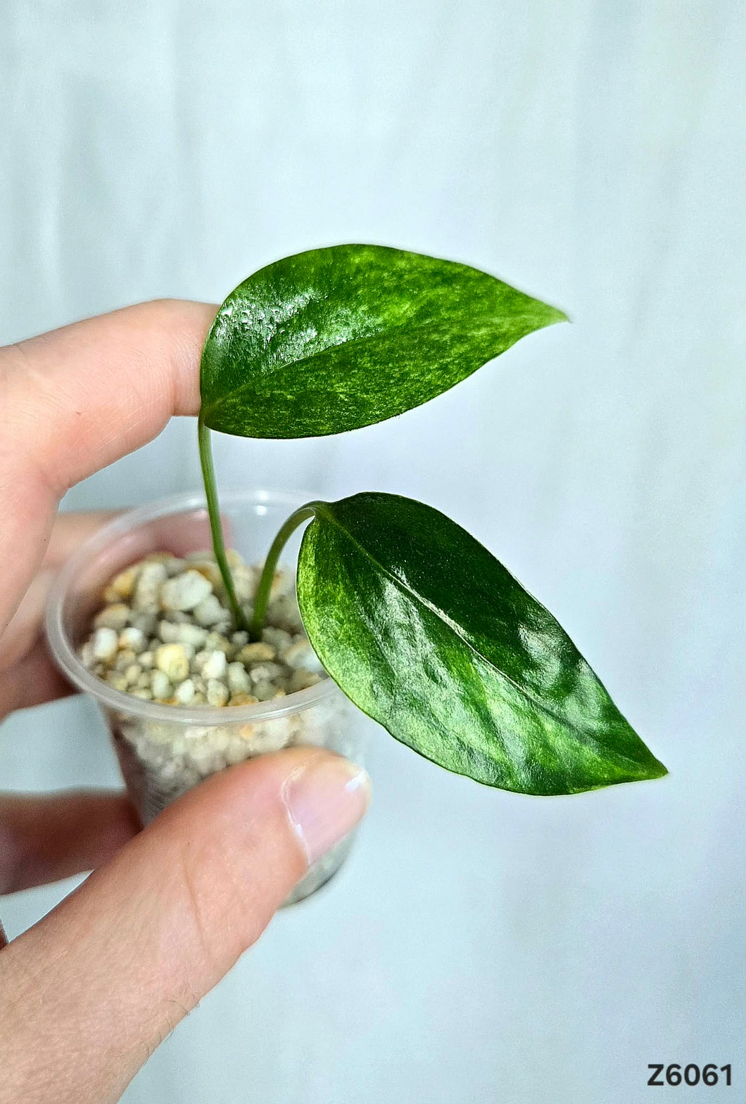 Epipremnum Yellow Star #Z6061