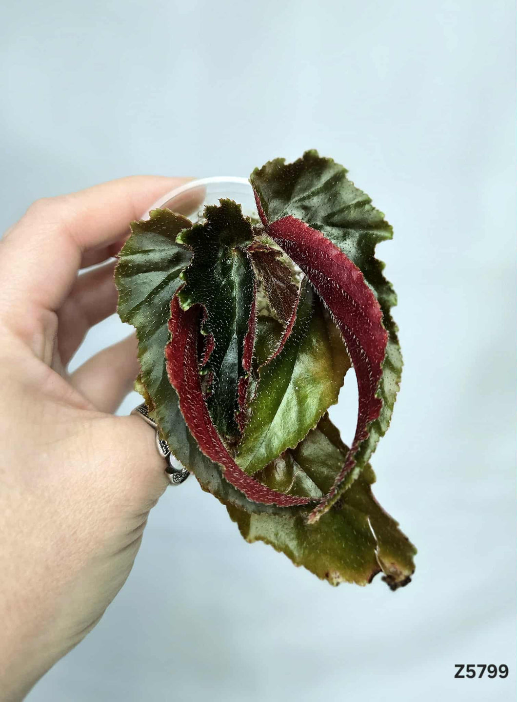 Bégonia Galaxy Revert #Z5799