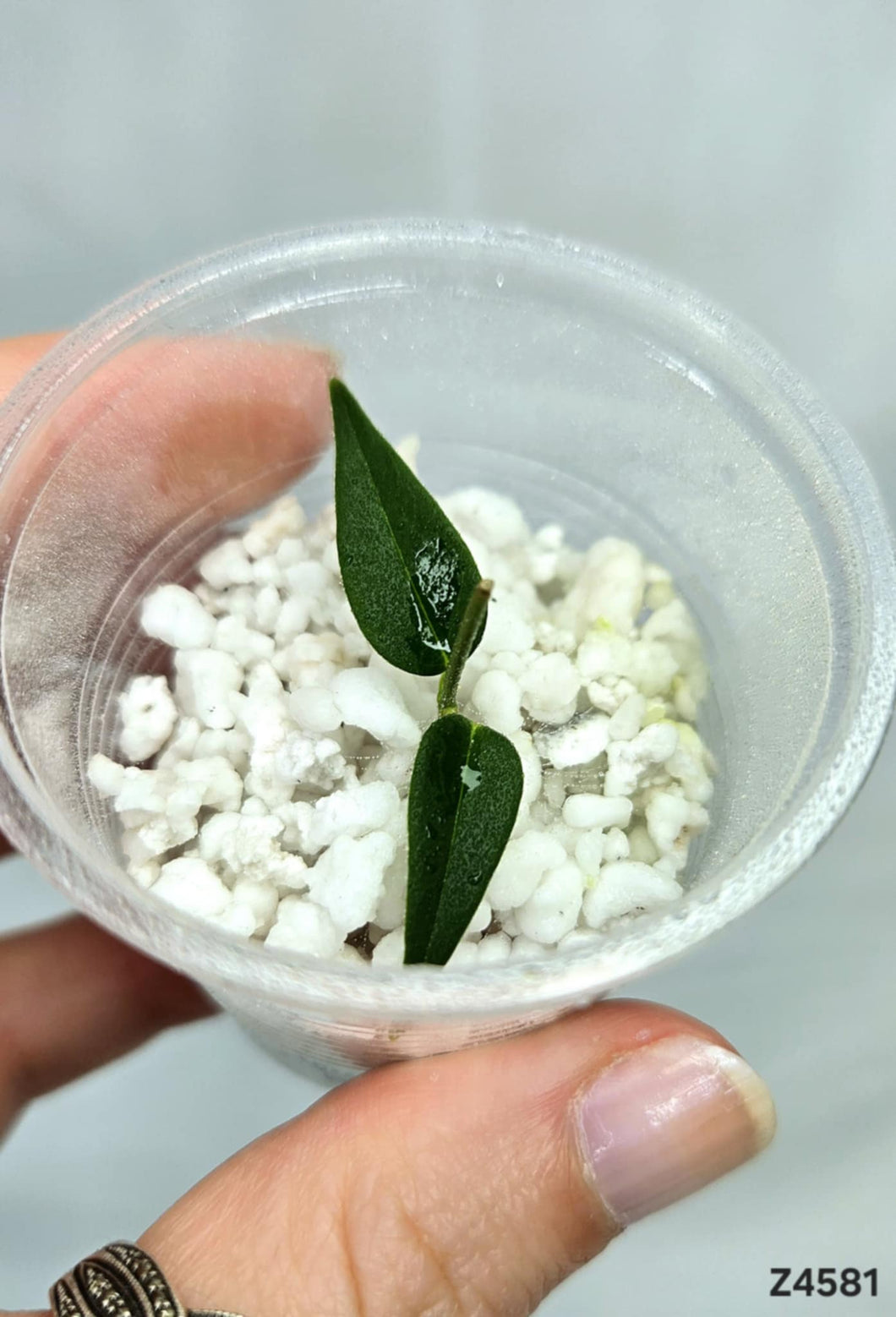 Hoya Leucantha PNG ⭐️ #Z4581