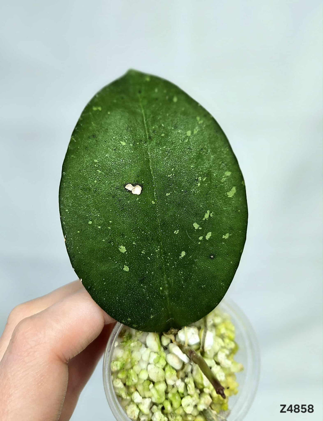 Hoya AH035 ⭐️ #Z4858