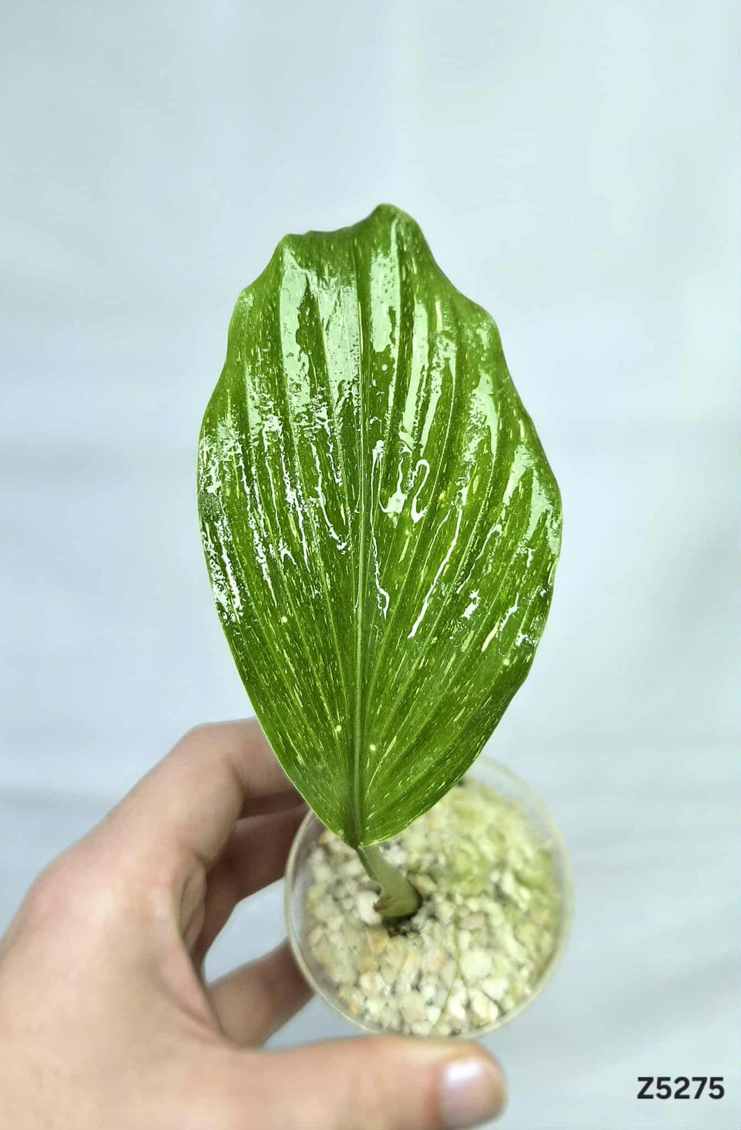 Kaempferia Sp White Wagyu Variegata #Z5275