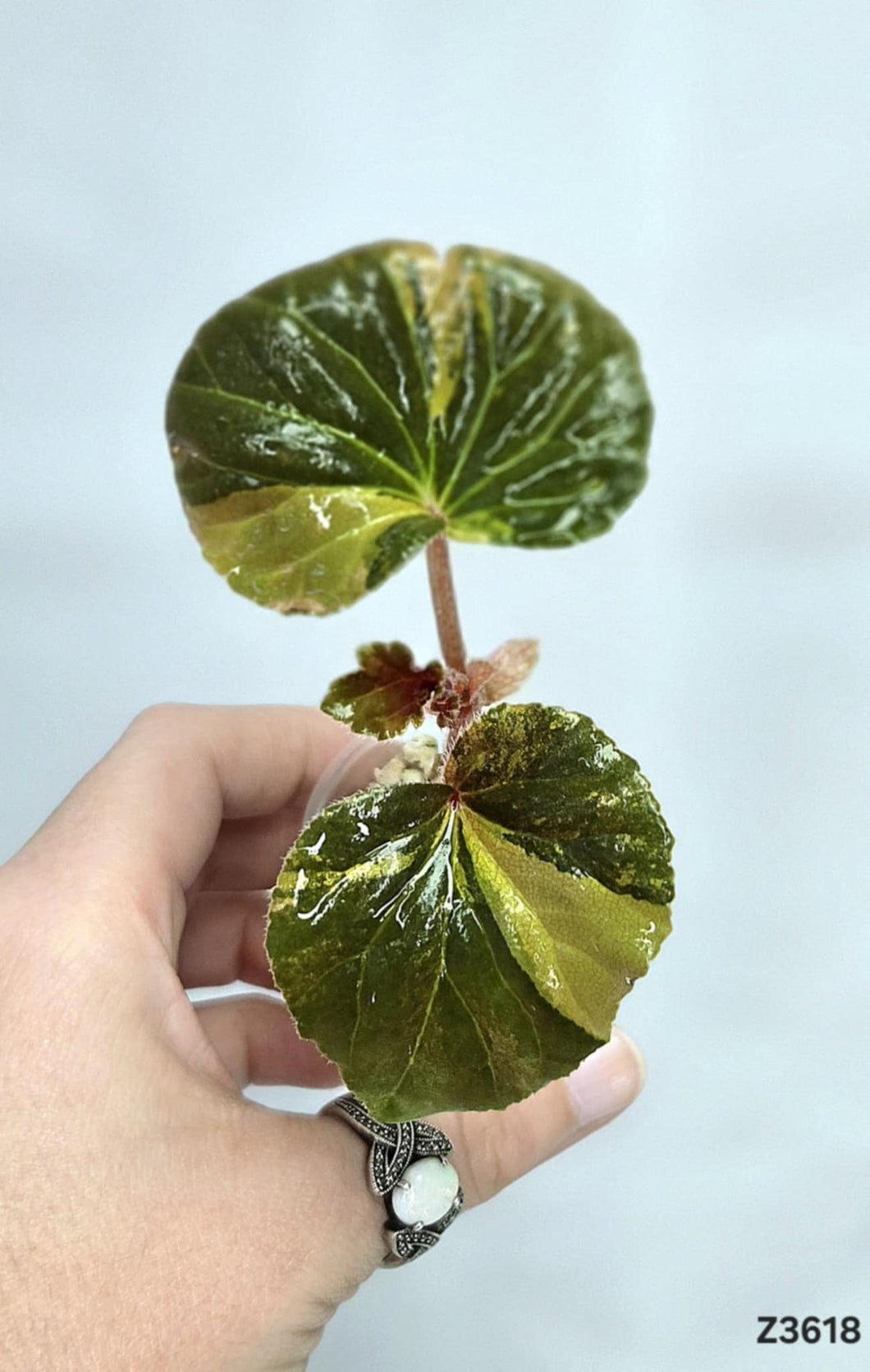 Bégonia Cucullata Variegata #Z3618