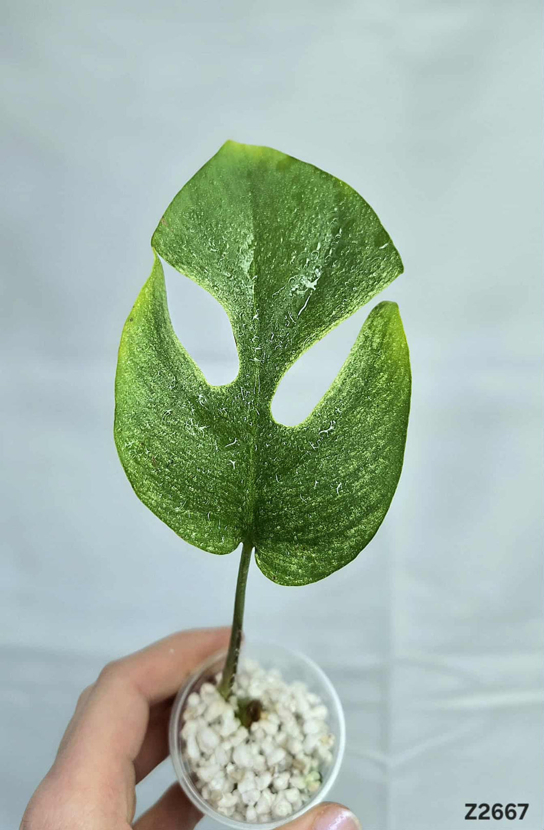 Raphidophora Tetrasperma White Monster #Z2667