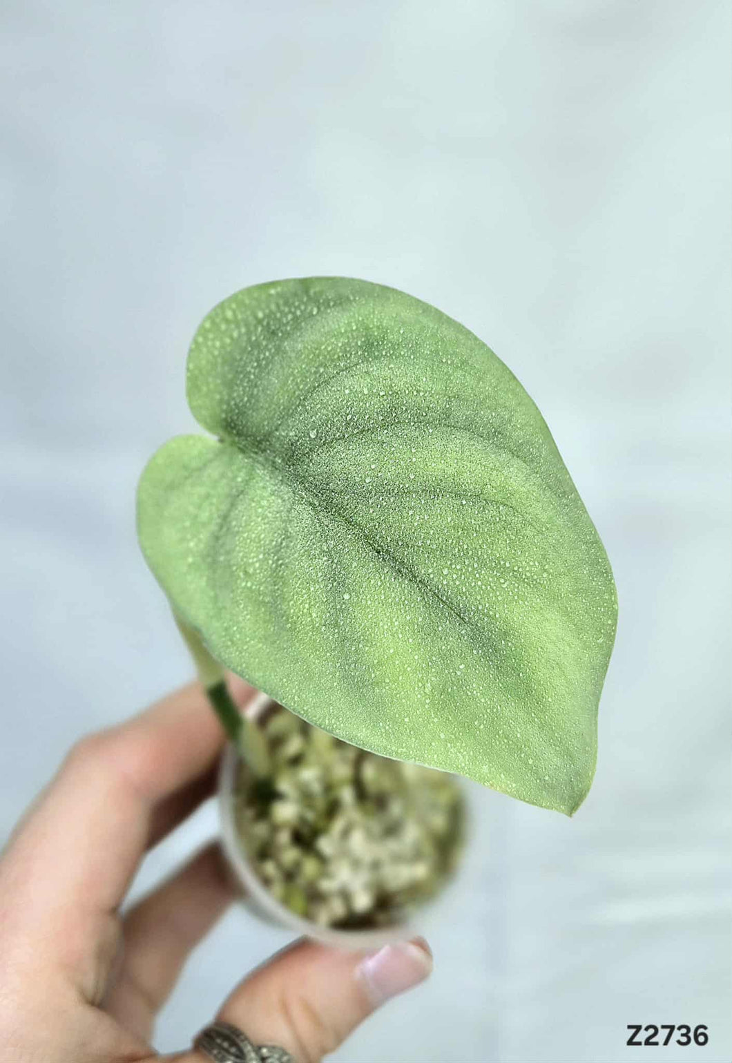 Scindapsus Platinum #Z2736