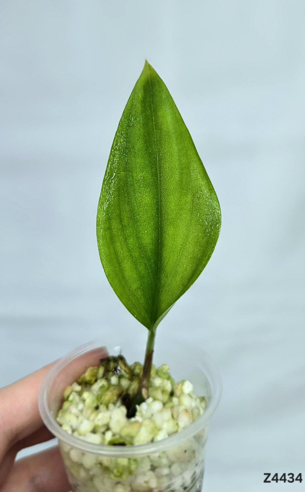 Scindapsus Treubii Dark #Z4434