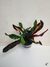 Charger l'image dans la galerie, Croton 'mammy'

