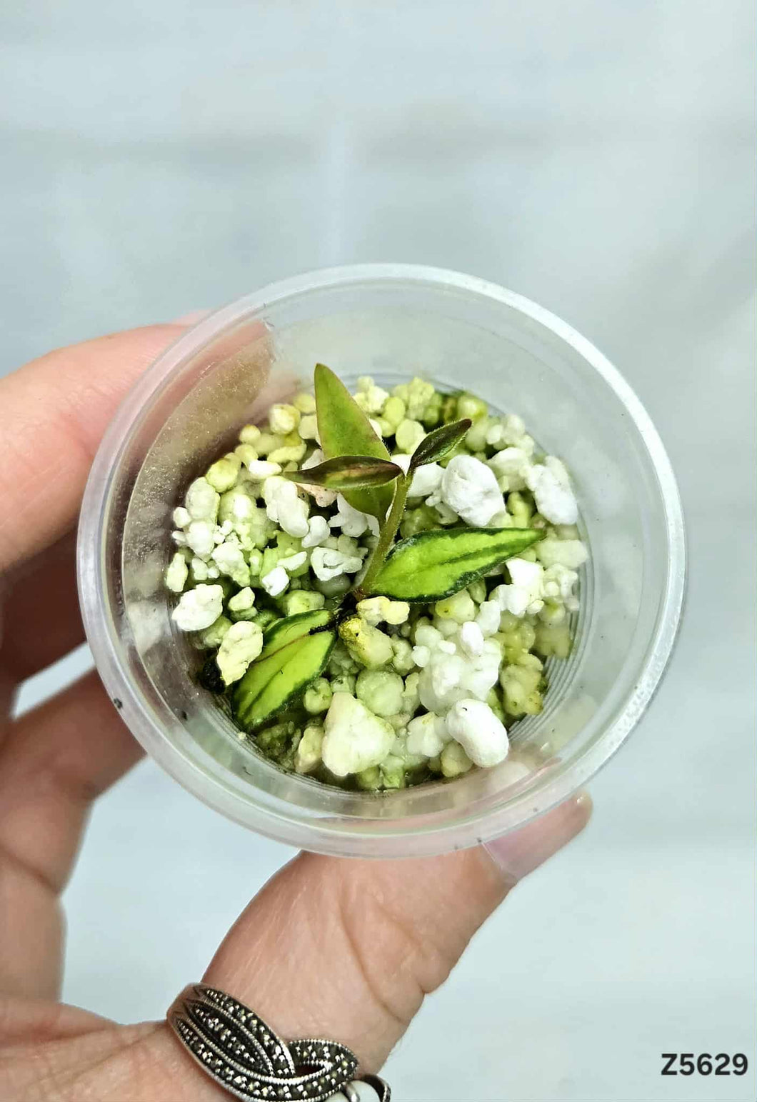 Hoya Bella Lida Buis ⭐️ #Z5629