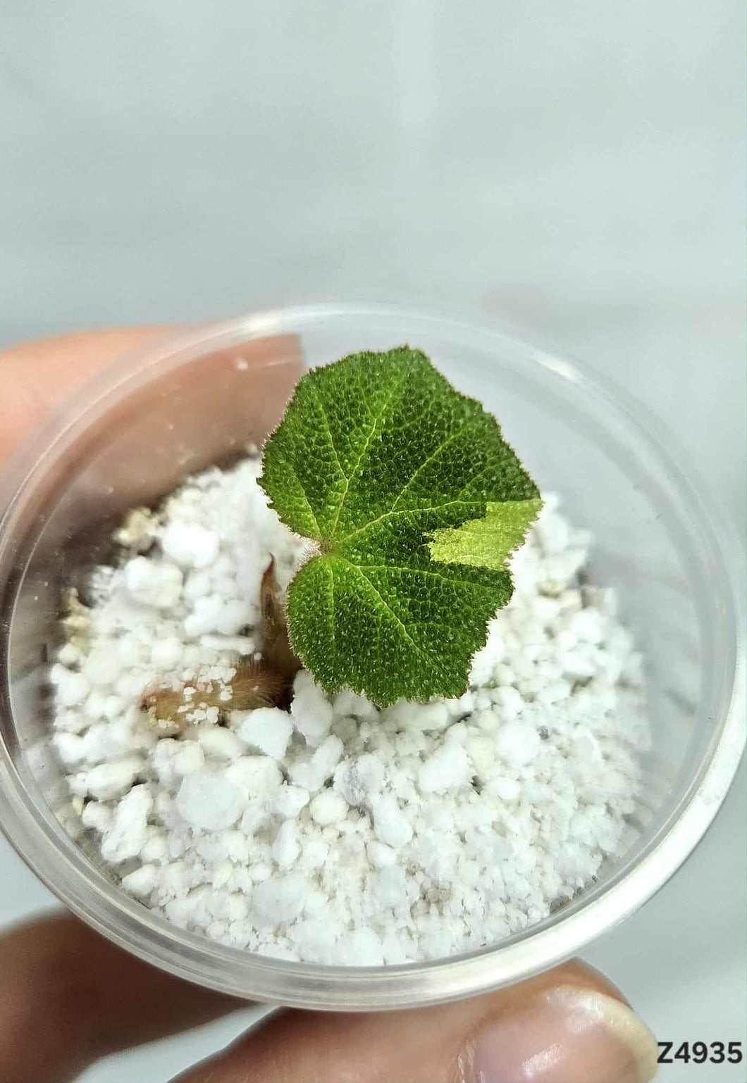 Bégonia SoliMutata Variegata #Z4935