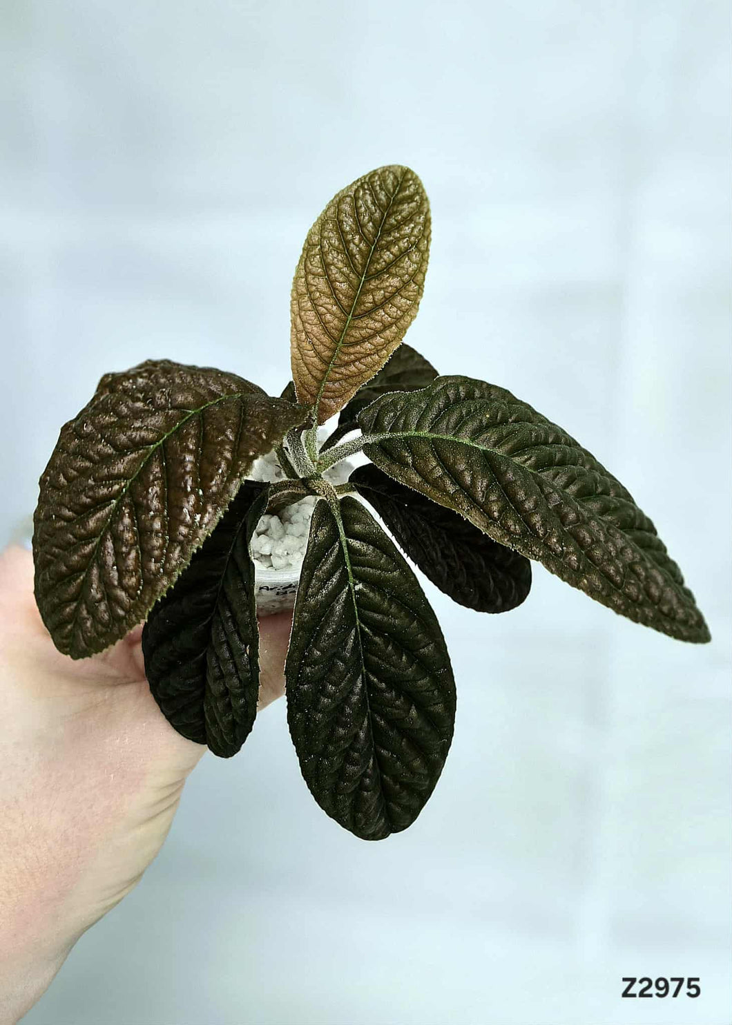 Ardisia Black #Z2975