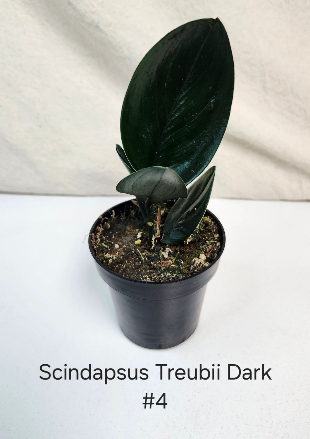 Scindapsus Treubii Dark Form #4