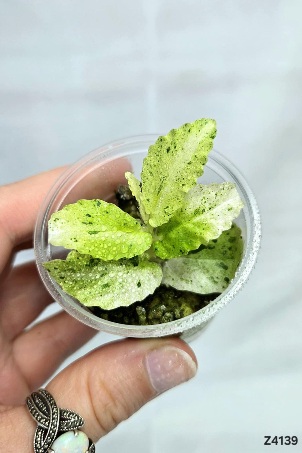 Pellionia Repens Variegata #Z4139
