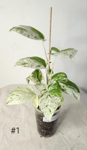 Charger l&#39;image dans la galerie, Epipremnum pinnatum marble
