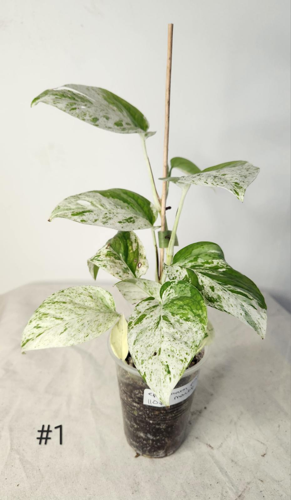 Epipremnum pinnatum marble